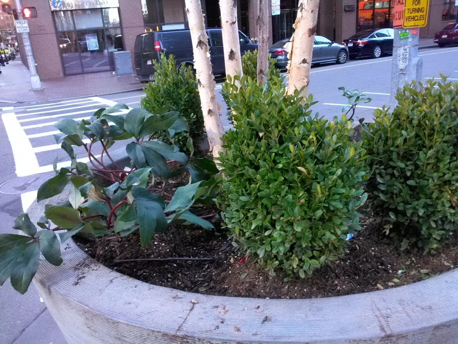 Fall mums and berry branches in a planting bed
