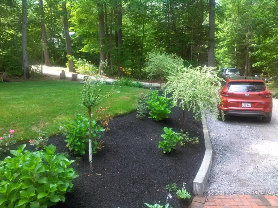 Mulched planting bed along a wooded driveway