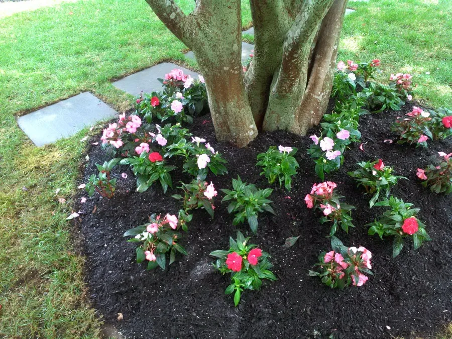 Impatiens flower bed planted around a tree